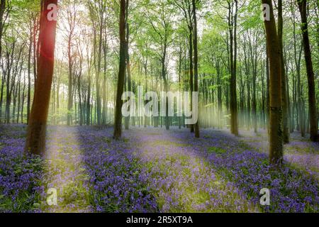 Glockenblumen in Wepham Wäldern Stockfoto