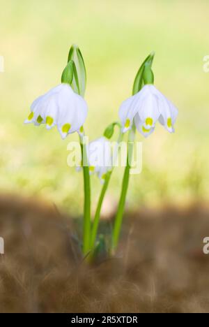 Makro von zwei Schneetropfenblumen Stockfoto