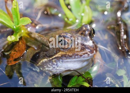Gras Frosch im Wasser liegend Stockfoto