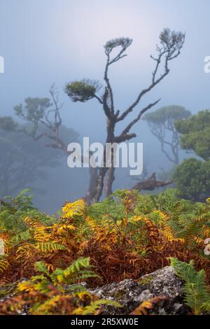 Laurelbäume in Fanal auf Madeira, Farne im Vordergrund, Natur, Madeira, Portugal Stockfoto