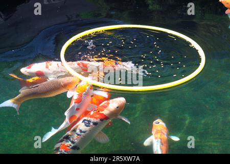 Koi Karpfen im Teich, essen vom Futterring Stockfoto