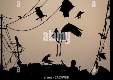 GUWAHATI, INDIEN, JUNI 4: Silhouetted Birds fliegen über die Mülldeponie Boragaon, vor dem Weltumwelttag, am 4. Juni 2023 in Stockfoto