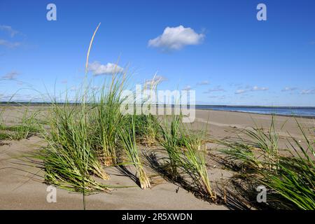 American Beach Grass, St. Lawrence Gulf, KOUCHIBOUGUAC National Park, New Brunswick (Ammophila breviligulata), Kanada Stockfoto