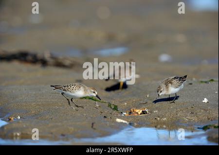 Dunlin, St. Lawrence Gulf, KOUCHIBOUGUAC-Nationalpark (Calidris pusilla), Kanada Stockfoto