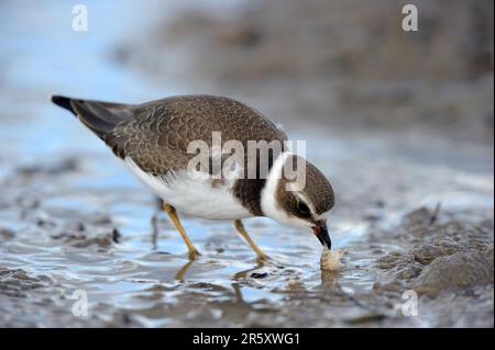 American Ringed Plover, St. Lawrence Gulf, KOUCHIBOUGUAC Semipalmated Plover (Charadrius semipalmatus), Kanada Stockfoto