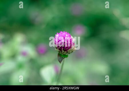 Globe Amaranth oder Gomphrena Globose ist eine bezaubernde, schöne, geschäftige Zierpflanze Stockfoto