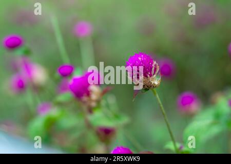 Gomphrena globosa Globe Amaranth ist ein bezauberndes, schönes, geschäftiges Jahr mit einer Fülle kleesartiger Blumenköpfe aus Pink, Lila oder w Stockfoto