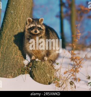 Waschbär (Procyon lotor) im Schnee Stockfoto