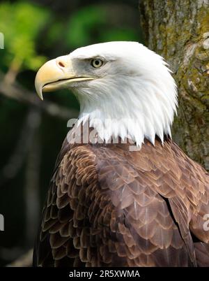 Weißkopfseeadler-Porträt in den Wald, Quebec, Kanada Stockfoto