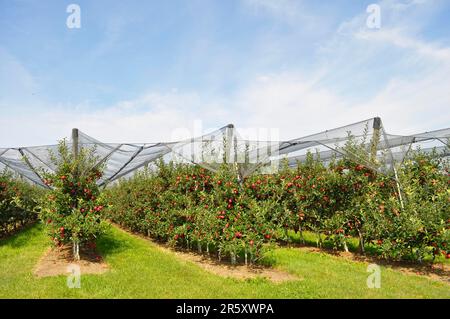 Am Bodensee, Obstgarten am Bodensee, Apfelplantage, Bodensee Obst, Hagel- und Vogelschutz mit Netzen Stockfoto