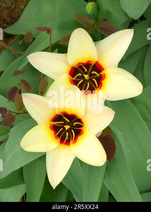 Wasserlilien-Tulpe (Tulipa kaufmanniana) blüht in der Garetn Stockfoto