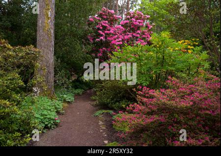 Inverewe Garden, Poolewe, Schottland, National Trust for Scotland Stockfoto