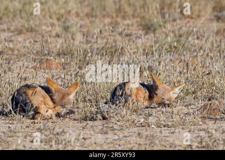 Schakale mit schwarzem Rücken (Lupulella mesomelas), die im trockenen Gras schlafen, Kalahari-Wüste, Kgalagadi Transfrontier Park, Nordkap, Südafrika, Rz Stockfoto