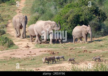 Afrikanische Buschelefanten (Loxodonta africana), Herde mit Elefantenbaby, die in Richtung Wasserloch geht, gemeine Warzenschweine (phacochoerus africanus), vorbei an Grou Stockfoto