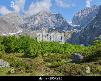 Hochkoenig mit Heidekraut, Riedingtal, Alp, Mühlbach am Hochkoenig, Pongau, Salzburg, Österreich Stockfoto