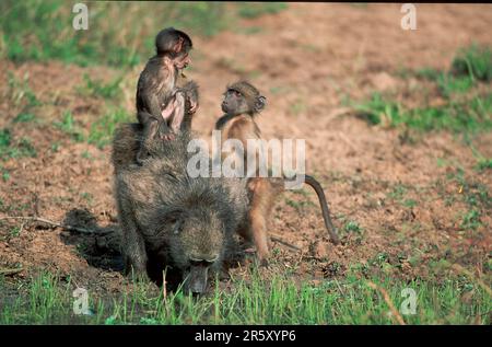 Chacma Baboons (Papio ursinus), weiblich mit Jugendlichen, Kwazulu Natal, Südafrika Stockfoto