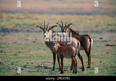 Roan-Antilope (Hippotragus equinus) mit Kalb, Chobe-Nationalpark, Botsuana Stockfoto