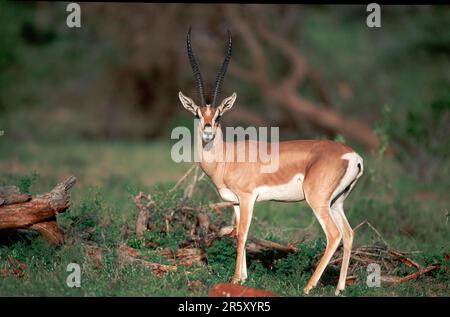 Grants Gazelle (Gazella granti), Männlich, Samburu Wildreservat, Kenia, Side Stockfoto