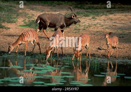 Nyalas, Mkuzi Game Reserve, Südafrika (Tragelaphus angasi) Stockfoto