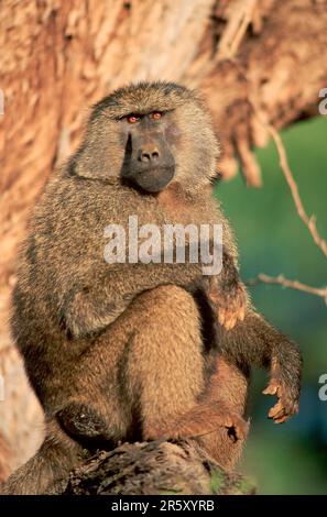 Anubis Baboon (Papio anubis), Männlich, Samburu Wildreservat, Kenia (Papio cynocephalus anubis) Stockfoto
