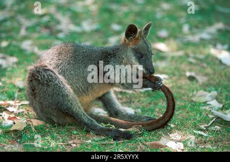 Junger Sumpfwallaby (Wallabia bicolor), Sumpfwallaby, Jungtier, seitlich, Side Stockfoto