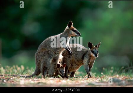 Wiptail Wallabies, paarweise mit joey, Wiptail Wallabies, paarweise mit Young in Pouch, Wiptail Wallaby (Macropus parryi), Beautiful Wallaby Stockfoto