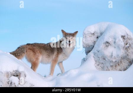 Coyote (Canis latrans), Montana, USA, Side Stockfoto