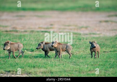 Junges Wüstenwarzenschwein (Phacochoerus aethiopicus), Amboseli-Nationalpark, Schwein, Kenia Stockfoto