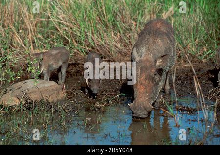 Warthog, weiblich mit jungen, Hluhluwe-Nationalpark, Wüstenwarzenschwein (Phacochoerus aethiopicus), Schwein Stockfoto