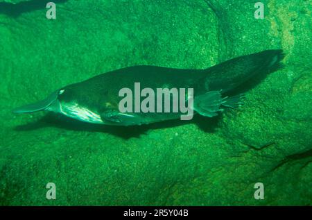 Glattnackenmakrele (Ornithorhynchus anatinus) Stockfoto