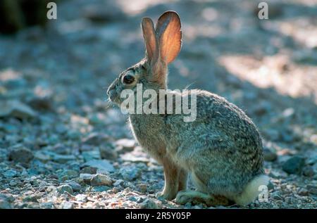 Desert Cottontail (Sylvilagus audubonii), Sonora Desert, Arizona, USA, Side Stockfoto