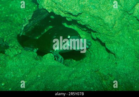 Glattnackenmakrele (Ornithorhynchus anatinus) Stockfoto