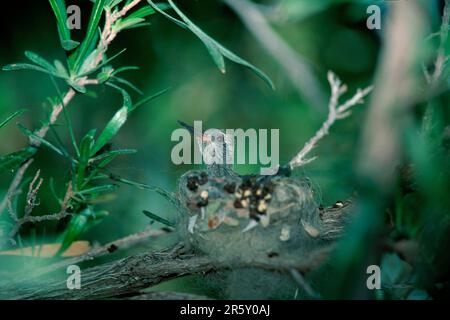 Der junge Kolibri von Costa im Nest, Sonora Wüste, Arizona, USA (Calypte Costae), Side Stockfoto