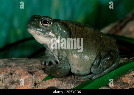 Sonora-Wüstenkröte, Arizona, USA (Bufo alvarius), Side Stockfoto