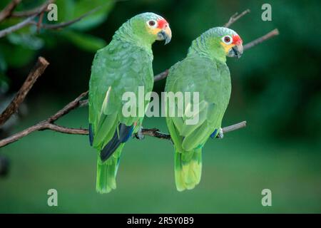 Rotlored Amazons, Honduras (Amazona autumnalis autumnalis) Stockfoto