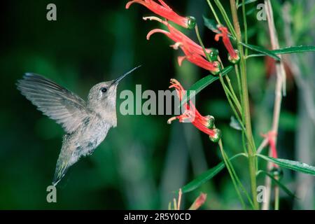 Costas Kolibri, Sonora Wüste, Arizona (Calypte Costae), Page, Exempt, USA Stockfoto