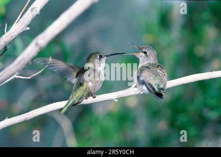 Junge Kolibri-Fütterung in Costa, Sonora-Wüste, Arizona, USA (Calypte Costae) Stockfoto