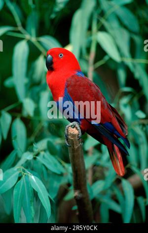 Roter Eclectus Parrot (Eclectus roratus polychloros), weiblich, Seite Stockfoto