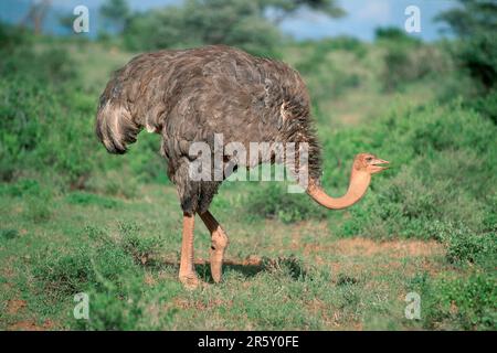 Somalischer Strauß, weiblich, Samburu Wildreservat, Kenia (Struthio camelus molybdophanes), somalischer Strauß, weiblich, Samburu Wildreservat, Kenia, Afrika Stockfoto