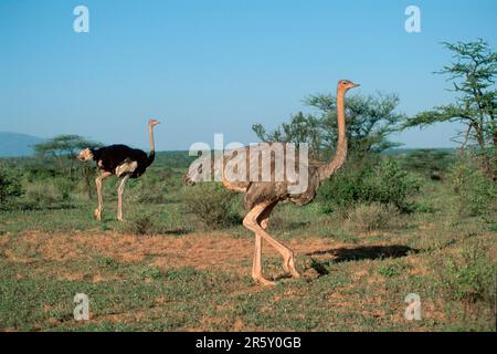 Somalischer Strauß, Paar, Samburu Wildreservat (Struthio camelus molybdophanes), Kenia Stockfoto