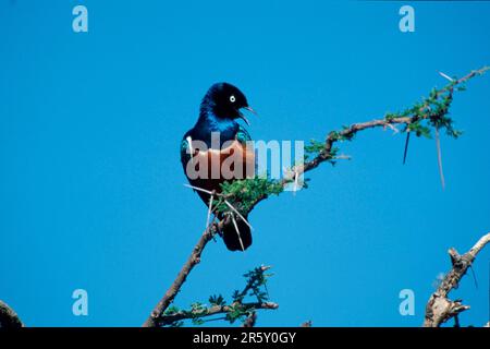 Superb Starling (Lamprotornis-Superbus), Samburu Wildreservat, Kenia Stockfoto