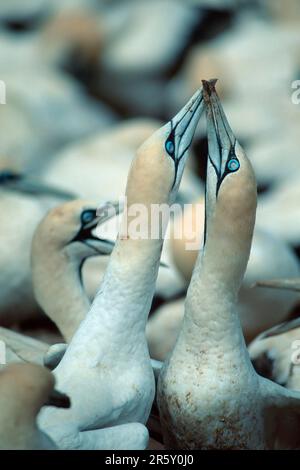 Cape Gannets (Morus capensis), Paarhufern, Lambert's Bay, Südafrika (Sula capensis) Stockfoto