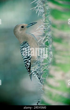 Gila Woodpecker (Melanerpes uropygialis), Sonora Desert, Arizona, USA Stockfoto