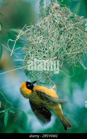 Kleiner Maskenweber, männlicher Werber im Nest, Kruger-Nationalpark, kleiner maskierter Weber (Ploceus intermedius) Stockfoto