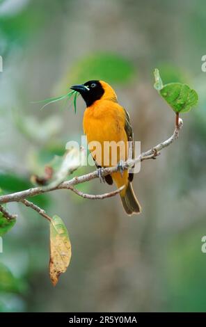 Little Masked Weaver (Ploceus intermedius), Male, Pilanesberg-Nationalpark, Südafrika Stockfoto