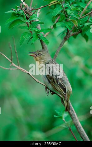 Speke's Weaver (Ploceus spekei), weiblich, Ngorongoro-Krater, Tansania Stockfoto