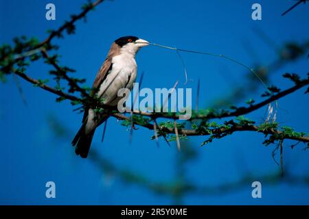 Schwarzkappenweber, Samburu Game Reserve (Pseudonigrita cabanisi), Kenia Stockfoto