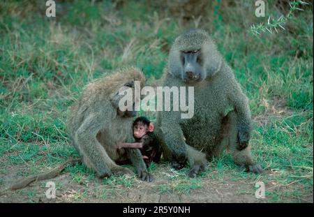 Anubis Baboons (Papio anubis), Paare mit jungen, Samburu Wildreservat, Olivenpavian (Papio cynocephalus anubis), Olivenpaviane, Paare mit jungen Stockfoto