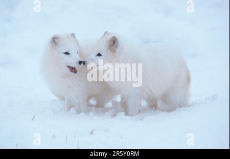 Polarfuchs (Alopex lagopus) (Vulpes lagopus), Paar Stockfoto