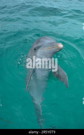 Großer Tümmler (Tursiops truncatus), Karibik, Honduras, großer Tümmler, Honduras Stockfoto